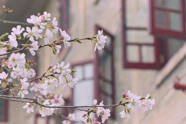 武汉大学开启赏樱预约通道，武汉大学赏樱节微博运营方案